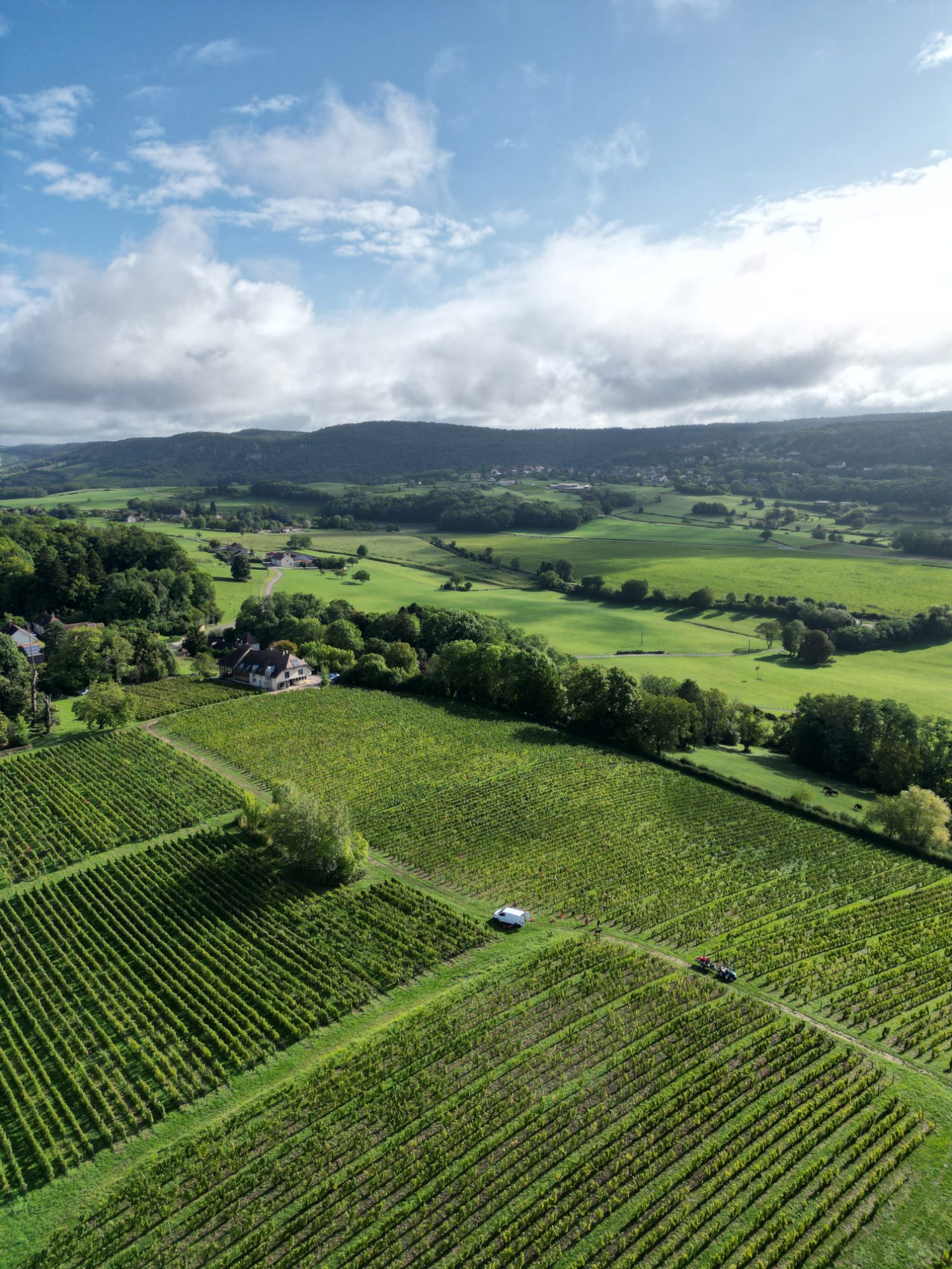 DANS LES VIGNES AU DESSUS DE LONS LE SAUNIER — photo 3