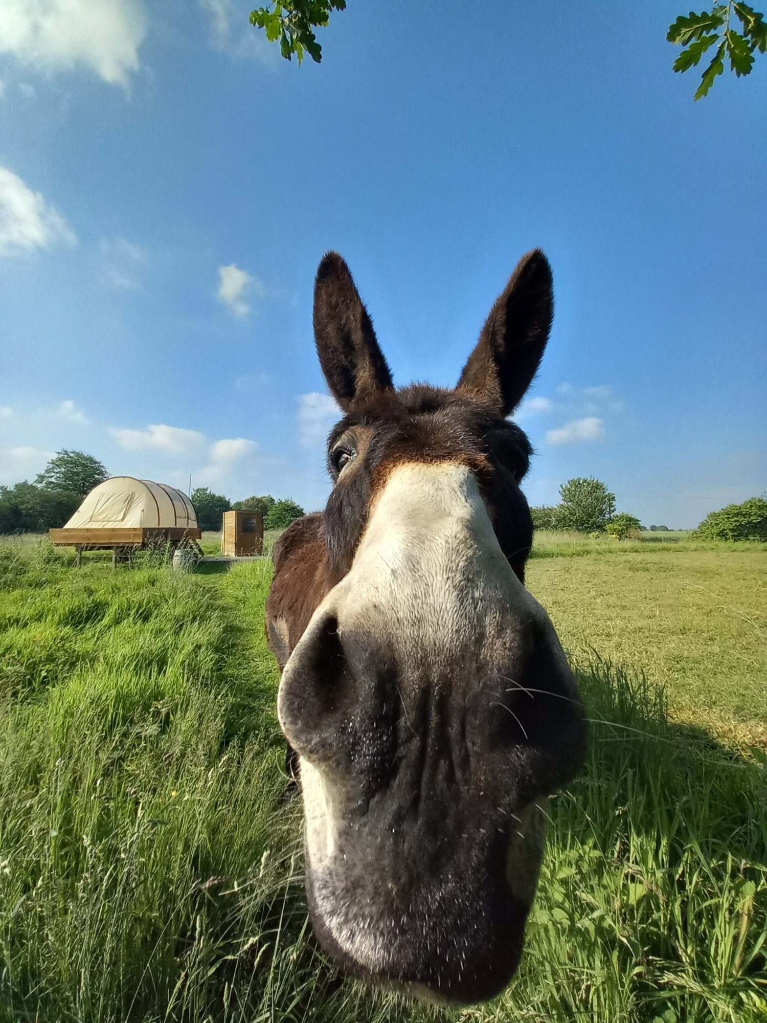 Domaine de Kergomar — photo 8