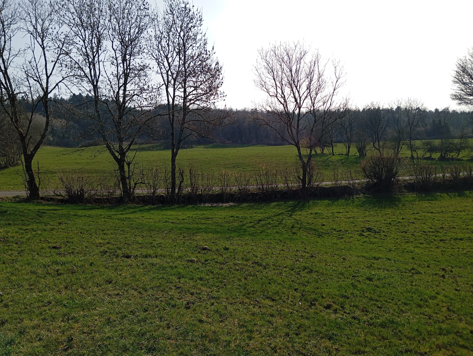 Clairière calme démo — photo 2